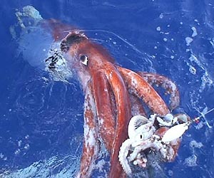 Globe's giant squids may be single species