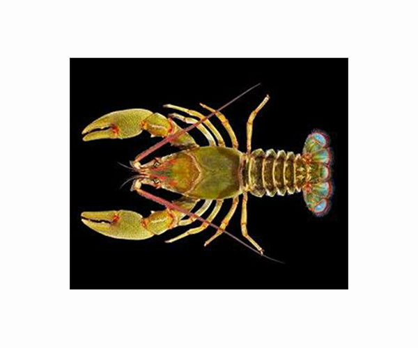 Waste to treasure: Crayfish shells to store energy