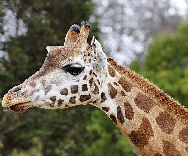 Study: Giraffes are socially complex, misunderstood