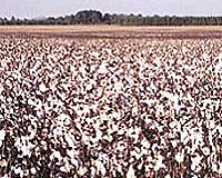GM Field Trials Uunderestimate Potential For Cross-Pollination