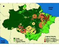 Brazil unveils campaign against Amazon loggers