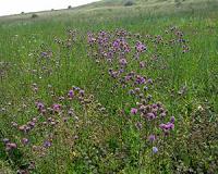 Creepy Crawlers Play Key Role in Structure of Grasslands