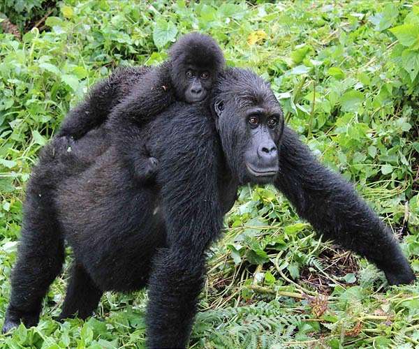 Deforestation endangers rare gorillas in DRCongo park: campaigners