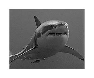 Great white sharks bite off far more than believed: study