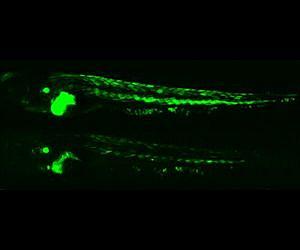 Green-glowing fish provides new insights into health impacts of pollution