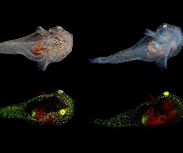 Snailfish sets Guinness World Record for deepest observed and caught fish