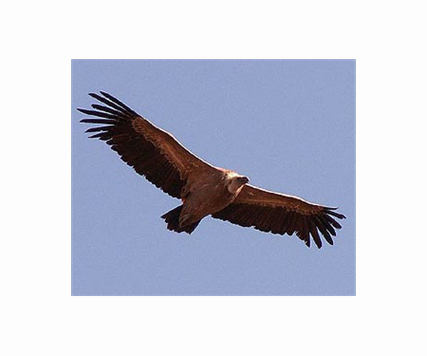 Griffon vultures return to Bulgaria's Eastern Balkan Mountains after 50 years