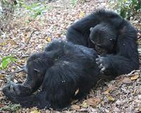 You scratch my back and I might scratch yours: the grooming habits of wild chimpanzees