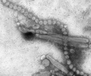 China H7N9 survivor gives birth: report