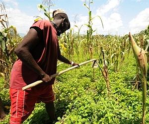 Haitian farmers call for 'food sovereignty'