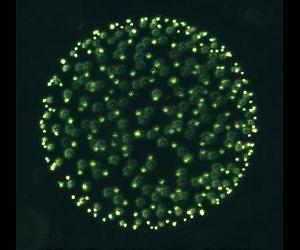 First atlas on oceanic plankton