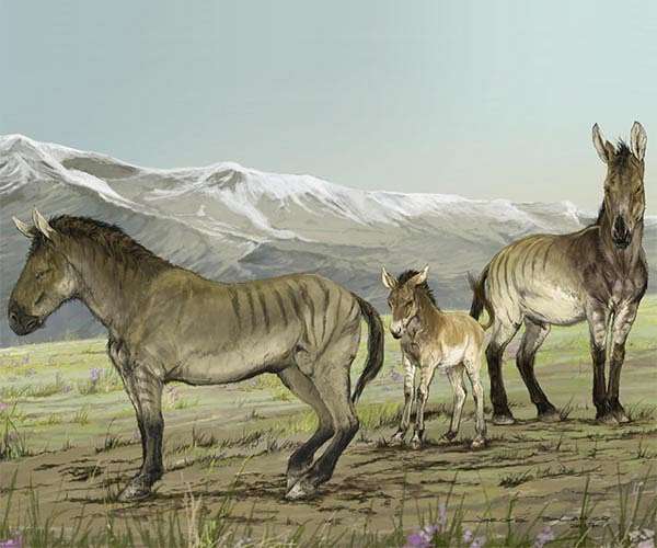 DNA suggests horses didn't originate in Anatolia