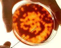 A Biocontrol Agent Which Doesn't Trigger Antibiotic Resistance