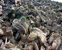 US diners gorge on oysters as polluted bay revives