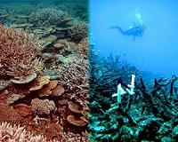 The 'End of the high seas,' or we watch the seas die
