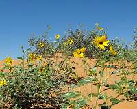 Scientists search the wild for food plant genes