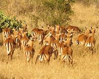 Under threat: Kenya's iconic Nairobi national park