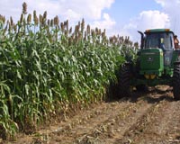 First Seed Sales Of Dedicated Energy Crops Begin