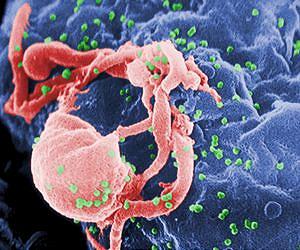 US researchers develop new tool in HIV vaccine fight