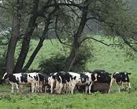 Feed supplement greatly reduces dairy cow methane emissions