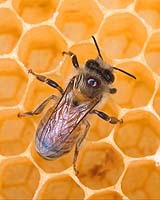 Beekeepers Work Hard For The Honey