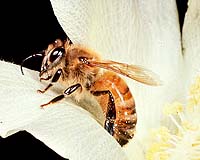 Honeybees Also Serve As Plant Bodyguards
