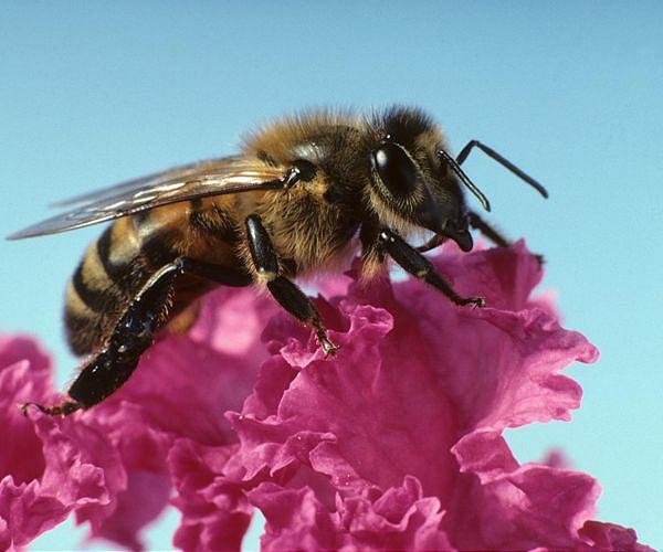 The surprises of color evolution