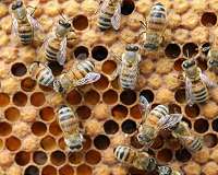 Bee-harming pesticides in 75 percent of honey worldwide: study