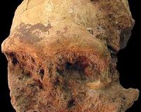 Fossilized Homo erectus skull found in China