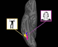 Distinct Brain Regions Specialized For Faces And Bodies