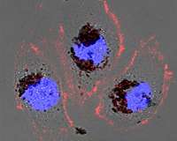 New biomaterial could shield against harmful radiation