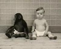 Captive chimpanzees have a life expectancy of about 40 years