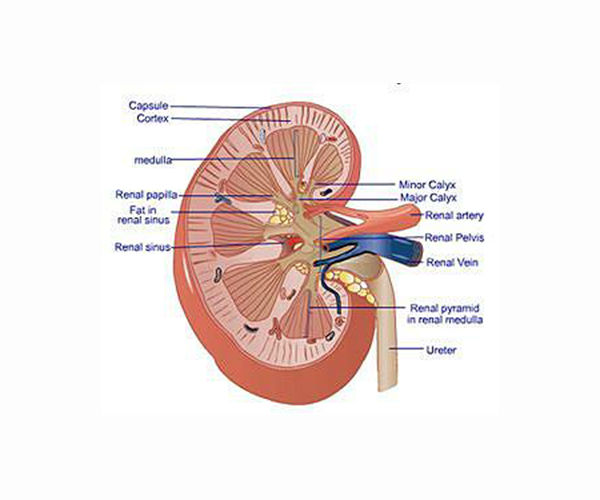 Study reveals new insights into the link between sunlight exposure and kidney damage