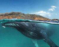Isolated for 70,000 years, Arabian Sea humpbacks genetically distinct