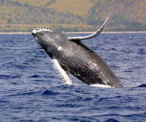 Can we save the whales by putting a price on them?