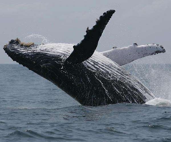 Two stranded humpback whales rescued in Argentina