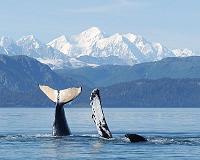 A Decade of Exploring Alaska's Mountain Glaciers