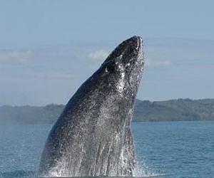 Whale's streaming baleen tangles to trap food