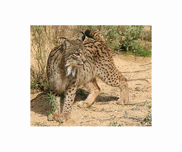 Endangered Iberian lynx population jumps 10-fold