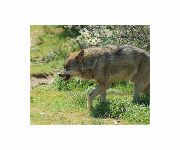 Wolf hunting ban pits farmers against conservationists in Spain