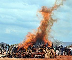 Ivory trade ban up for vote at UN wildlife summit