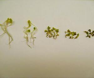 Study finds evidence nanoparticles may increase plant DNA damage