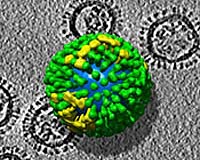 Molecular Anatomy Of Influenza Virus Detailed