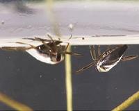 Engineers identify how to keep surfaces dry underwater