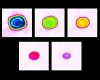 JILA researchers see signs of interactive form of quantum matter