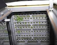 Plant growth on ISS has global impacts on Earth