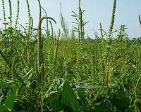 Palmer amaranth threatens Midwest farm economy