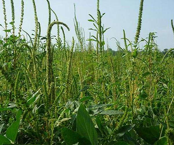 Invasive species cost trillions in damages: study
