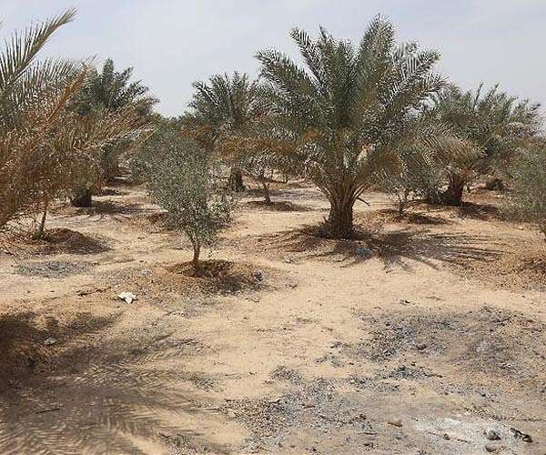 Climate change threatens age-old Mauritania date harvest