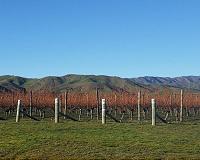 Wine regions face dramatic shrink with climate change: study